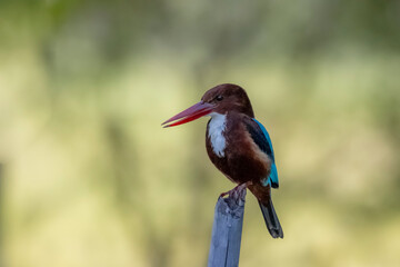 The White-throated Kingfisher on a branch