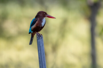 The White-throated Kingfisher on a branch