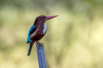 The White-throated Kingfisher on a branch