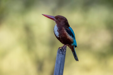 The White-throated Kingfisher on a branch
