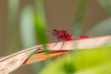 A Dragonfly on a branch