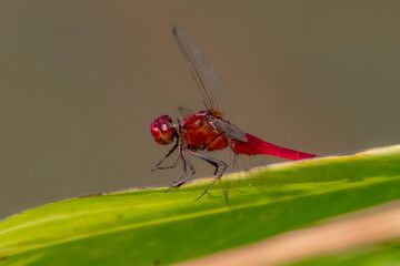 A Dragonfly on a branch