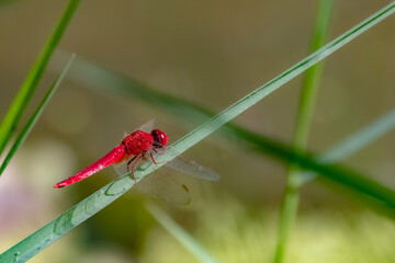 A Dragonfly on a branch