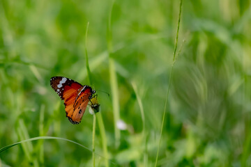 A butterfly on flower
