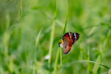 A butterfly on flower