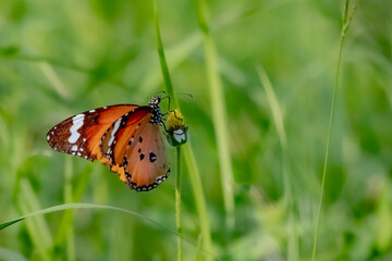 A butterfly on flower