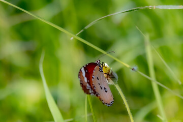 A butterfly on flower