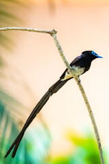 Fototapeta premium The Japanese Paradise-flycatcher on a branch