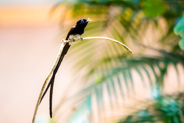 The Japanese Paradise-flycatcher on a branch