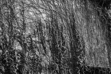 Fototapeta premium Ivy showing its shape on the concrete exterior wall