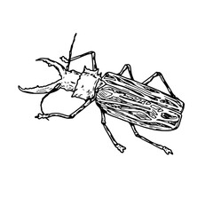 Large rhinoceros beetle, black and white sketch. Vector illustration. A simple drawing of an insect with a horn, isolated on a white background. The theme of insects, travel, book encyclopedias