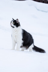 black cat in snow