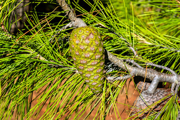 Grüner Tannenzapfen, weiblicher Blütenstand der Tanne. 25070.jpg