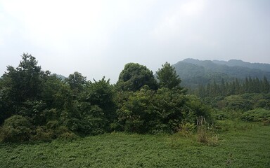 mountain landscape with trees