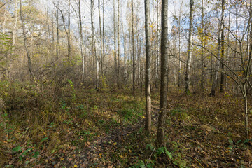 Path Through the Autumn Woods