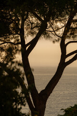 Sonnenuntergang am Meer zwischen einem Baum.