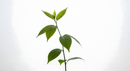 Fototapeta premium Delicate green plant stem with vibrant leaves reaching upwards against a soft white background