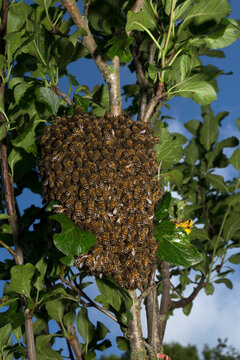 bees family escaped in the tree