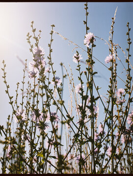 Chicory plant in sun light on film 