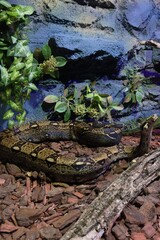 Boa constrictor in a terrarium with plants and rocks
