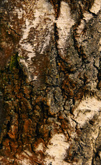 Close view of forest bark illuminated by soft evening light.