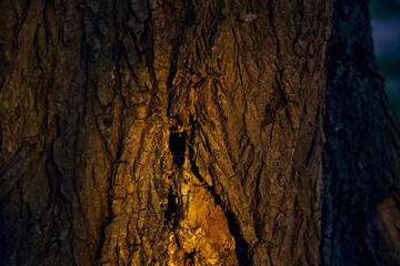 Close-up of oak bark glowing softly in golden hour light. Oak bark texture.