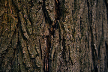 Evening stillness — tree bark lit by fading sunlight. The structure of oak bark.