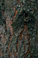Rough texture of oak bark captured in the golden hour.