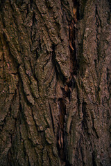 The bark catches the last sun rays, deep shadows and warm tones.The bark catches the last sun rays, deep shadows and warm tones.