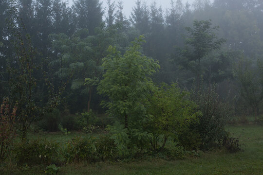 permaculture design garden and orchard, food forest