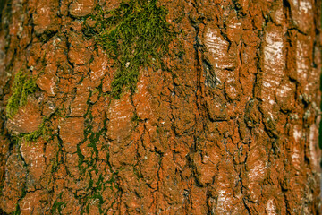 Warm tones of ochre and green on an old oak trunk. Oak bark and green moss.