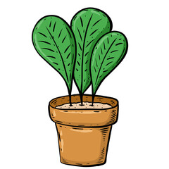 green plant in a pot