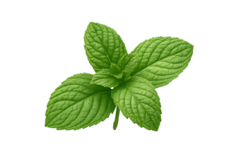 Fresh bright green mint leaves with textured veining