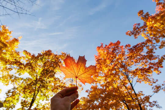 Hand holding maple leaf against blue sky in autumn colors
