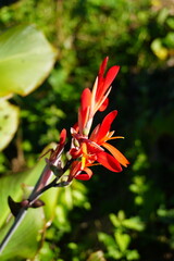 Vibrant Canna lily blooming in the sunlight, a bold statement of summer beauty perfect for garden designs and floral arrangements