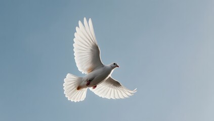 White dove flying gracefully in clear blue sky.