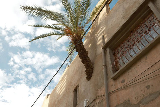 palm tree growing in the old building wall