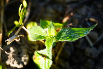 Vibrant new plant sprouts reaching for sunlight in fertile garden soil, a symbol of fresh growth and environmental sustainability this spring
