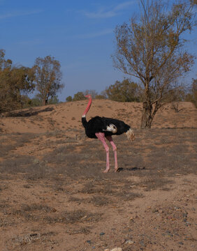 Ostrich in Arid Landscape Under Blue Sky