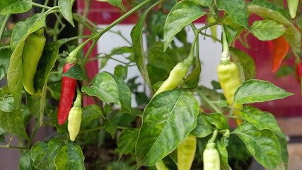 A lush chili tree with several unripe green chilies and some that are beginning to ripen and turn red. Suitable for themes related to agriculture, vegetables, food, and urban farming.