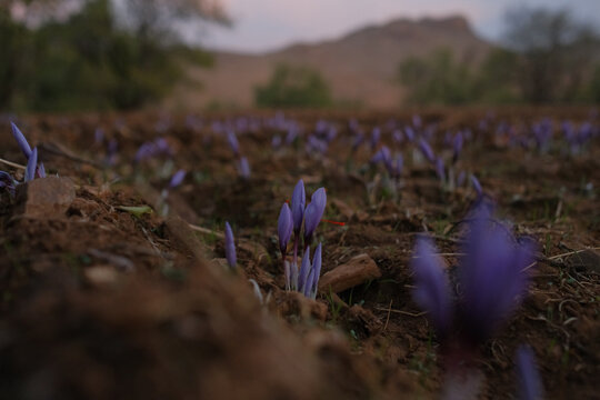 morning saffron picking season in Morocco, 