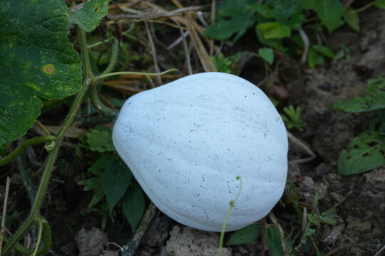 Harvesting white pumpkin in the garden, ready for autumn recipes and seasonal decorating with fresh organic produce from the farm