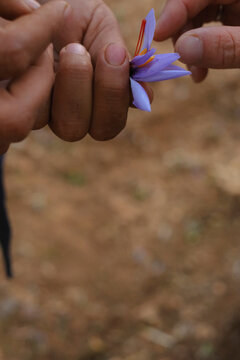 farmer hands holding crocus while picking saffron in the field