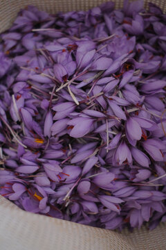 close up of saffron harvest