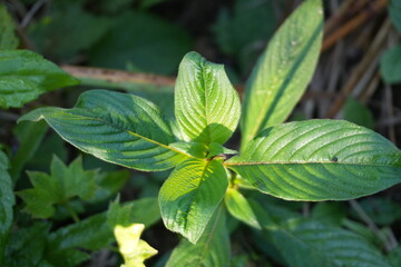 Vibrant green leaves bathed in sunlight create a sense of renewal and natural beauty perfect for wellness, eco-friendly products, and sustainable living themes