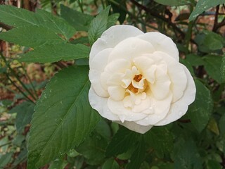 White rose flower are very beautiful and elegant in the garden