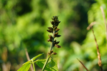 Explore the beauty of nature with this vibrant plant featuring unique buds against a lush green backdrop, ideal for botanical studies and serene landscapes