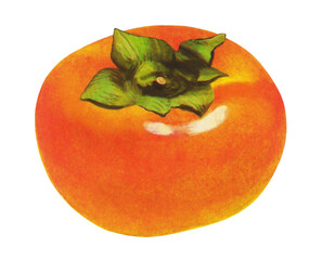 カキのイラスト