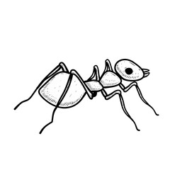 Sketch illustration of ant