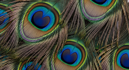 Naklejka premium Detailed Close-up of Peacock Feathers Showing Vibrant Eyespot Pattern